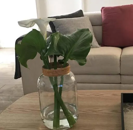 Casa Dos Foros Ribeira Grande